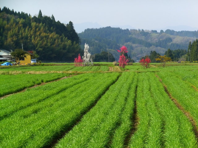 畑の中に燃え立つ花