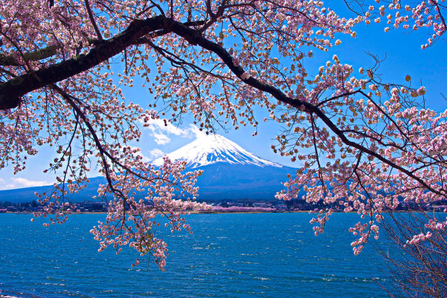 富士山と桜