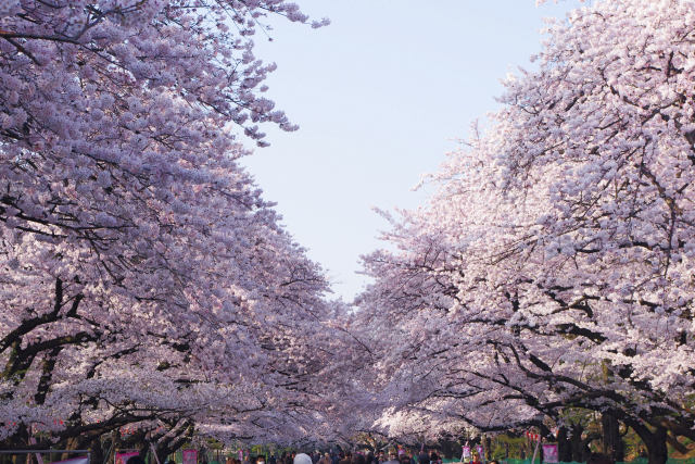 上野公園の桜