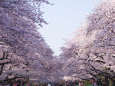 上野公園の桜