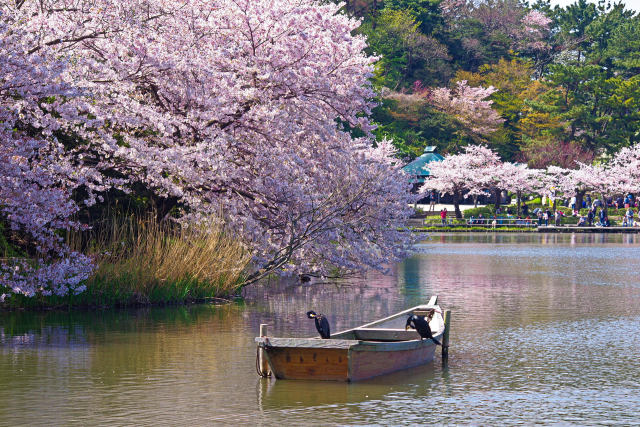 三渓園 大池と桜