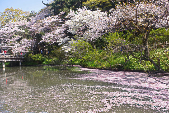 三渓園 春景色