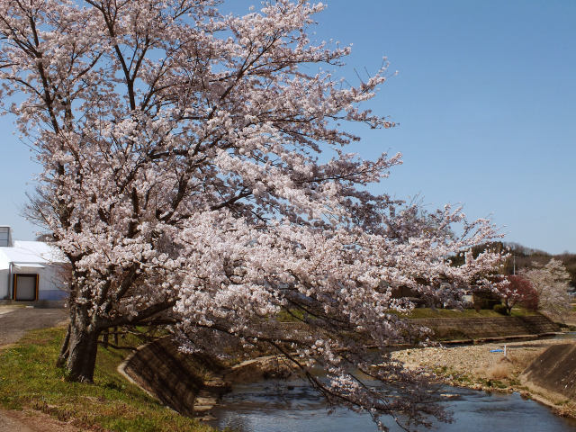 久々利川の桜