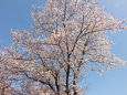 久々利川の桜