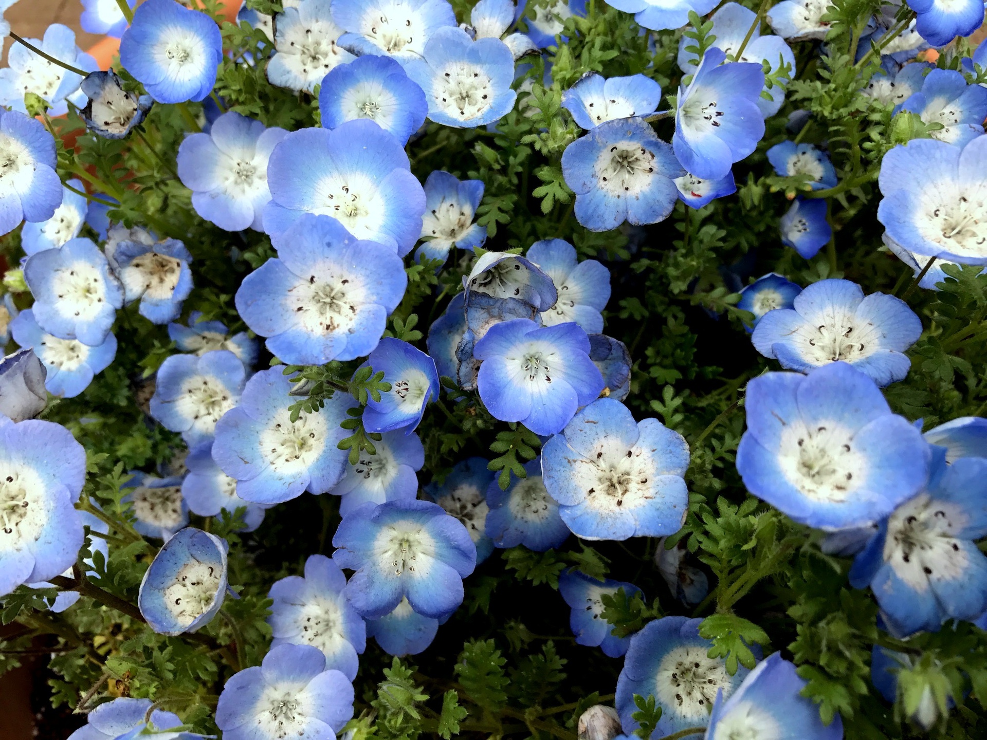 花 植物 ネモフィラ 壁紙19x1440 壁紙館