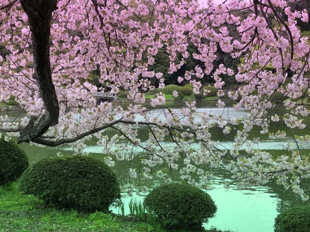 水辺の八重桜