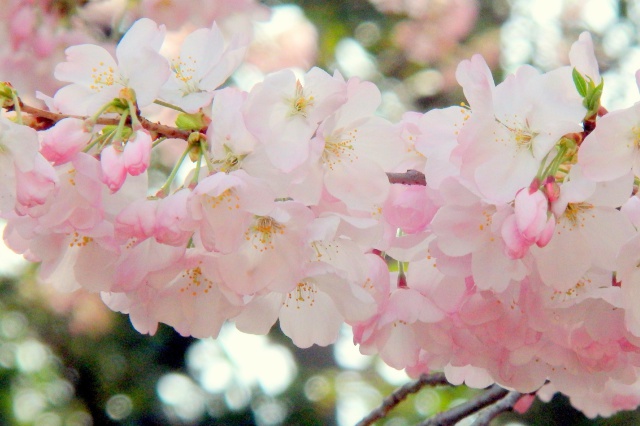 桜:アメリカ