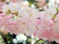 桜:アメリカ