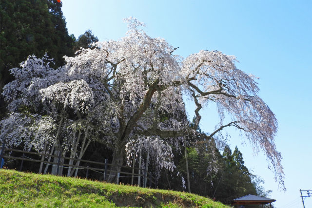 桜の季節19