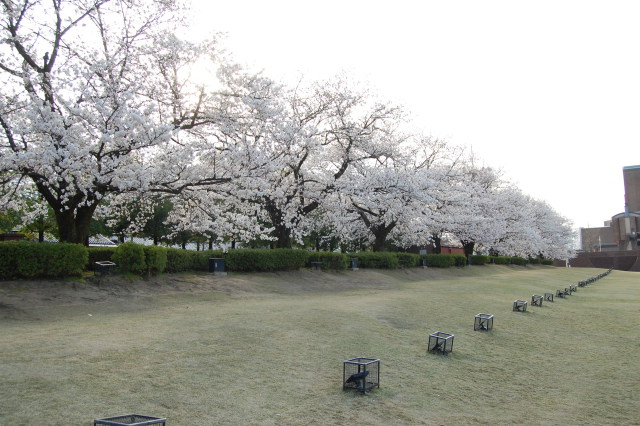 桜の季節1 2018年