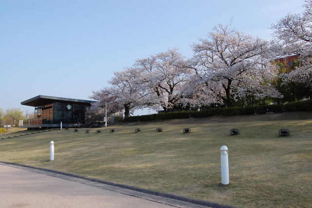 桜とスタバ2 2018年