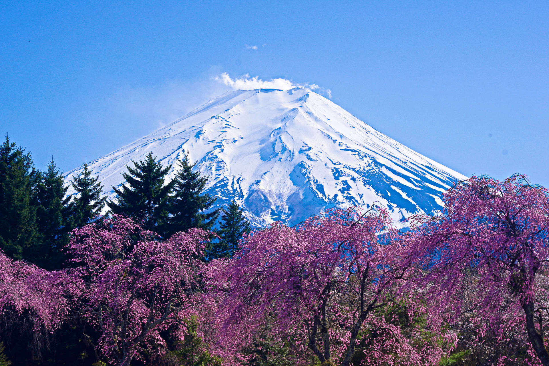 日本の風景 富士山としだれ桜 壁紙19x1280 壁紙館