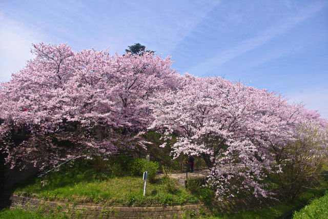 満開の桜並木