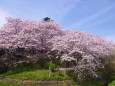 満開の桜並木