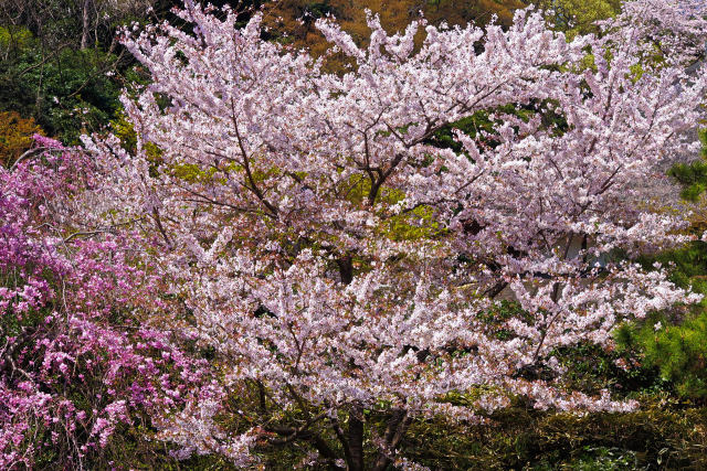 三渓園の桜