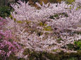 三渓園の桜