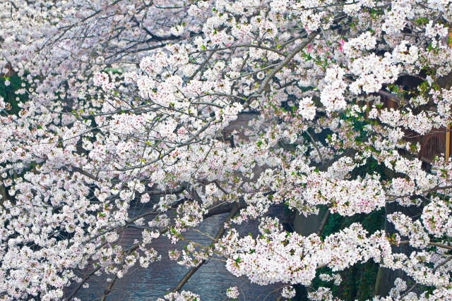 目黒川 夕暮れの桜