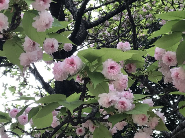 兼六園菊桜