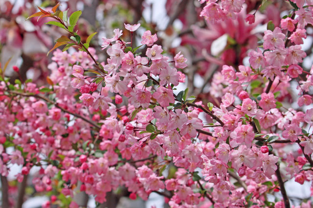 満開の花海棠