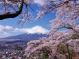 桜と富士山