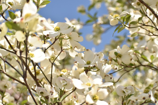 4月8日すっかり白くなった花水木