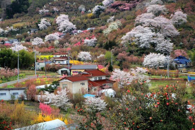 花見山