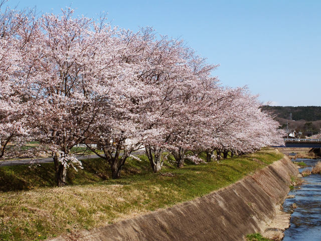 久々利川沿いの桜