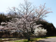 久々利川沿いの桜