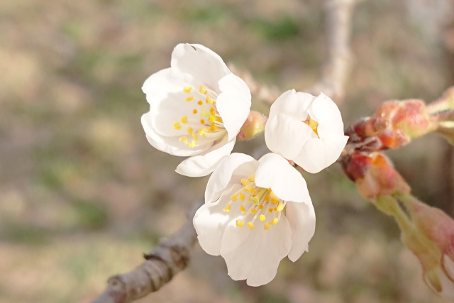 松本の夫婦桜満開