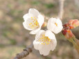 松本の夫婦桜満開