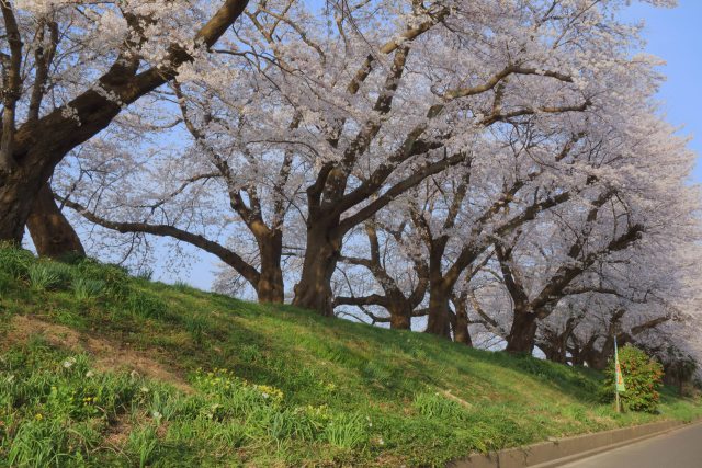 2018足羽川堤防の桜並木