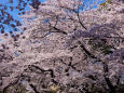 上野公園の桜