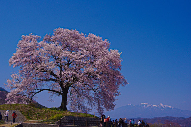 わに塚の桜