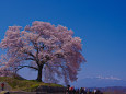 わに塚の桜