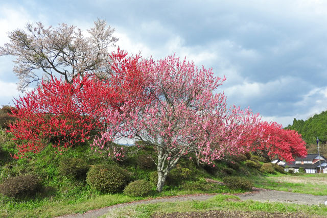 田舎道の桜と桃