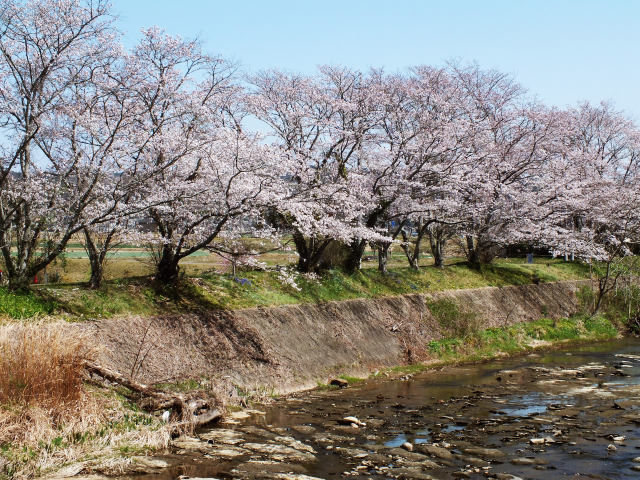 久々利川沿いの桜