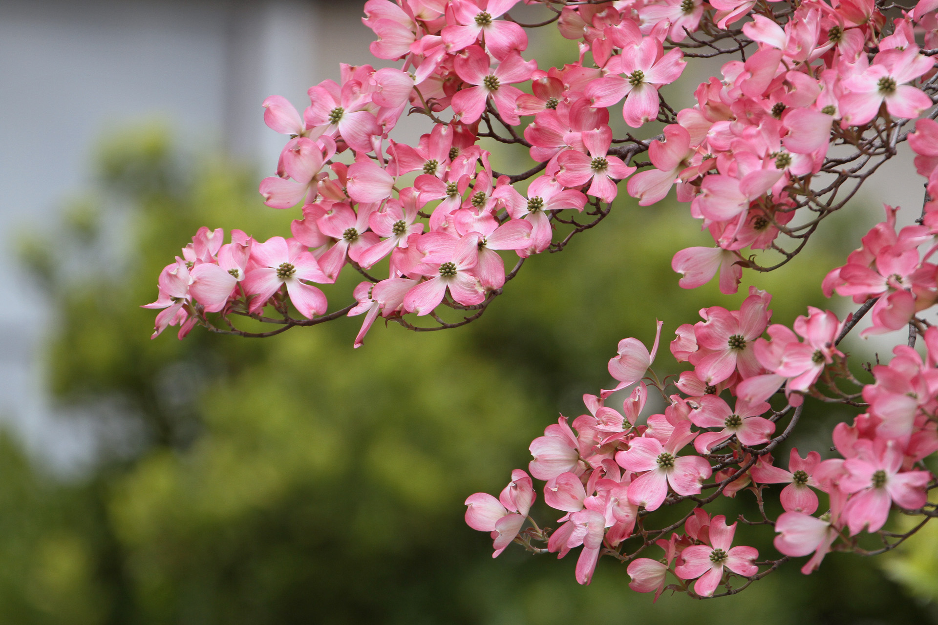 花 植物 ハナミズキ 壁紙19x1280 壁紙館