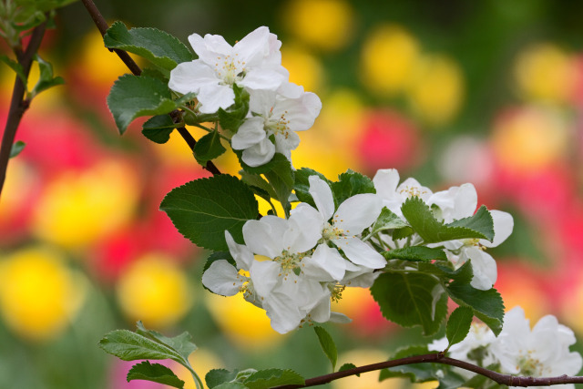 りんごの花