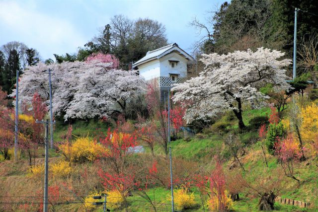 土蔵と桜