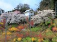 土蔵と桜