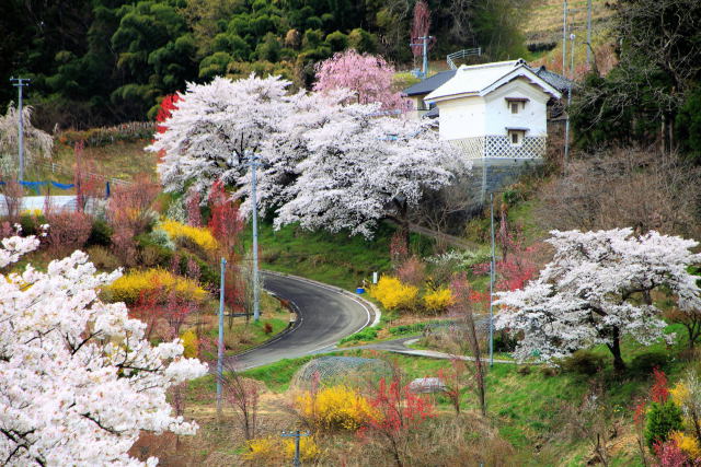 土蔵と桜2