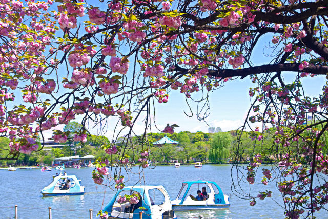 八重桜咲く不忍池