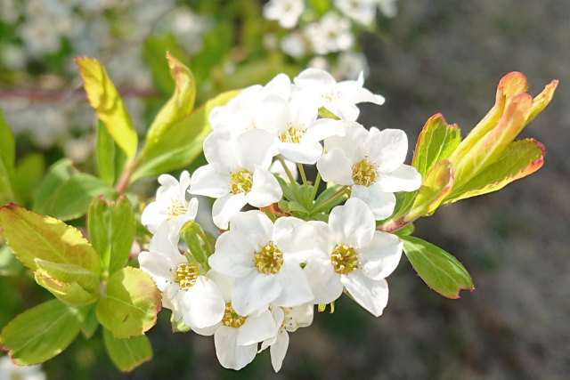 満開の一輪の花