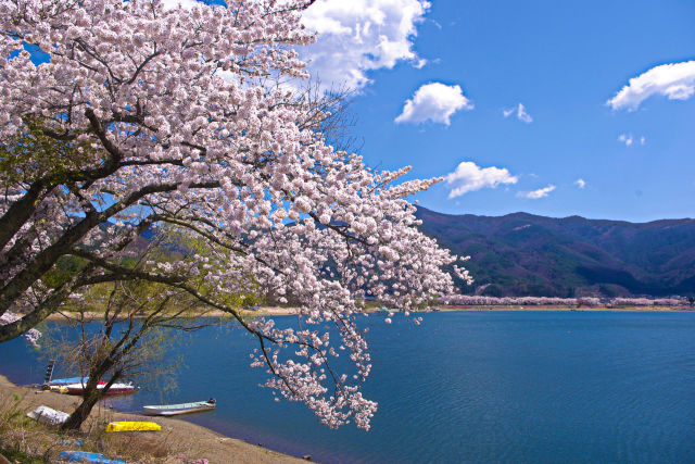 河口湖 湖畔の桜