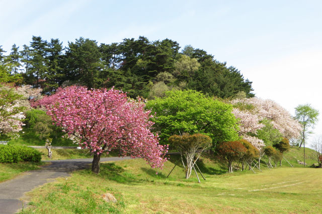 八重桜の咲く公園