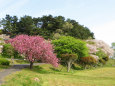 八重桜の咲く公園