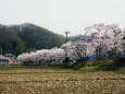 小学校の桜