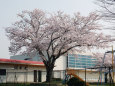 小学校の桜