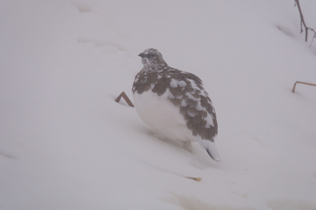 燕岳の雄雷鳥