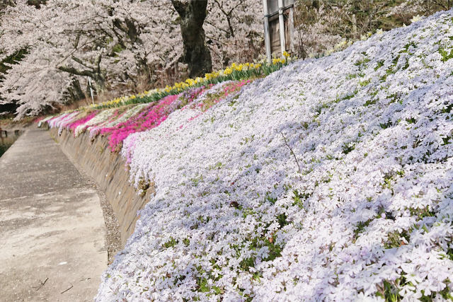 夫婦堤の芝桜